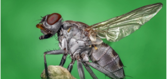 How To Get Rid of Flies Forever