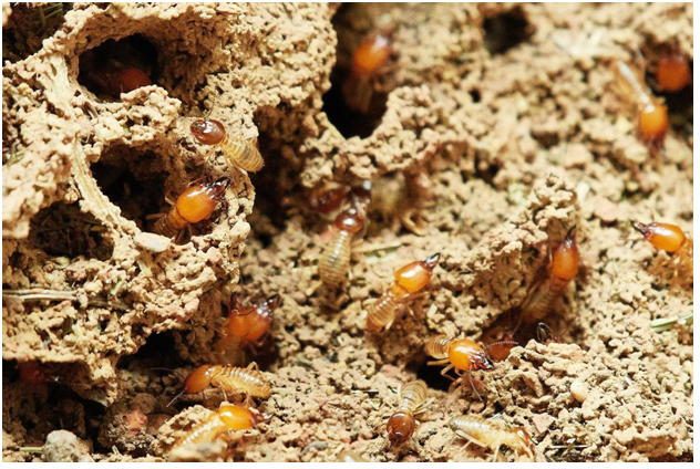 termites-3367350_1920 (1)
