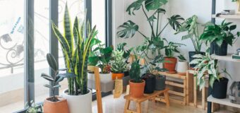 Choosing Houseplants 101: What to Look For& How to Grow Them