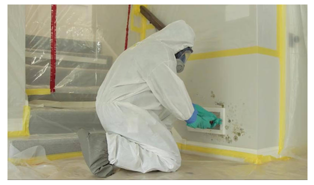 How Important is Timely Mold Inspection For Your House