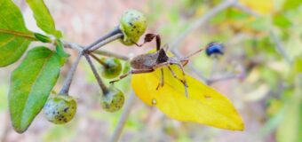 How Much Does It Cost To Get Rid Of Bed Bugs